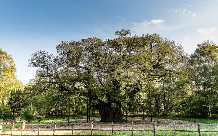 The huge spreading Major Oak in Sherwood Forest, its branches propped on supports