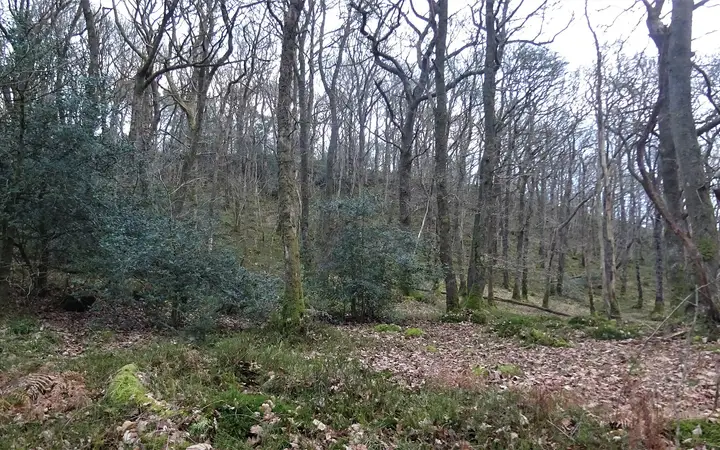 Woodland on Doon Hill near Aberfoyle