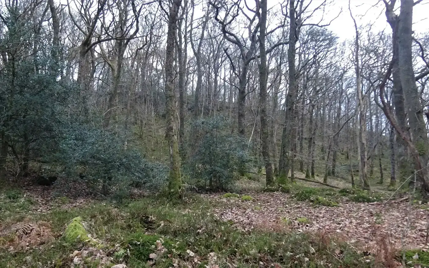 Woodland on Doon Hill near Aberfoyle