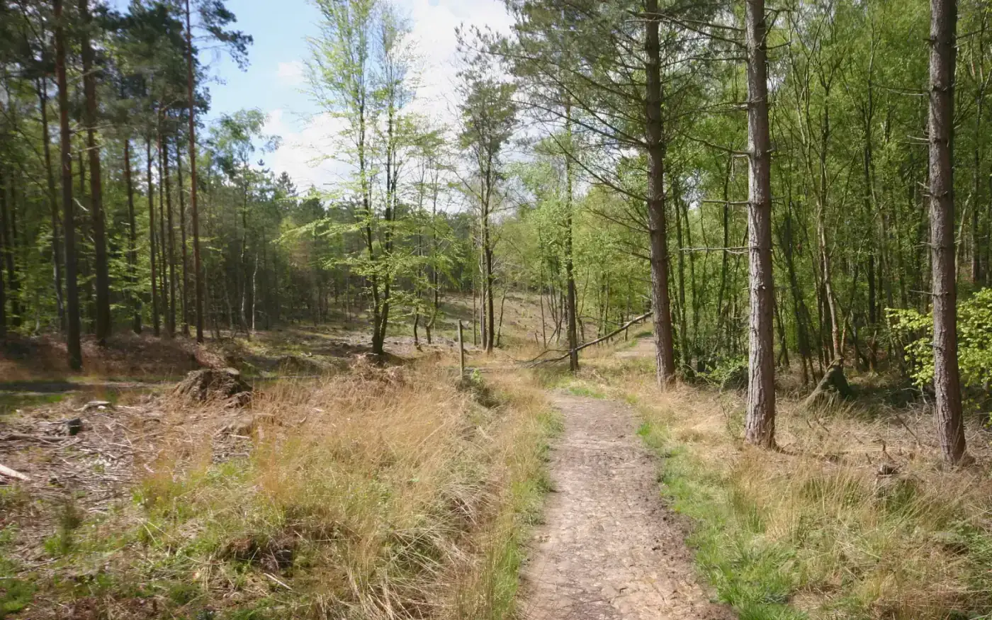 A woodland path through St Leonard's Forest, West Sussex