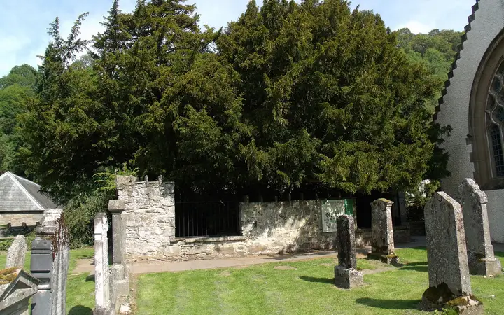 The ancient Fortingall Yew in its walled enclosure